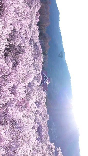 探索蜗牛世界,尽在和字的六个读音?